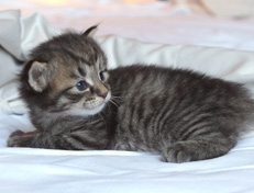 Wildfee's Norwegische Waldkatzen Wildfee's Nuriel - 3 Wochen alt