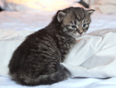 Wildfee's Norwegische Waldkatzen Wildfee's Nuriel - 3 Wochen alt