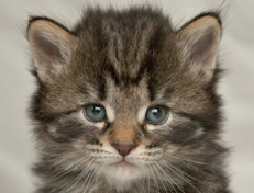 Wildfee's Norwegische Waldkatzen Wildfee's Nala Li - 4 Wochen alt