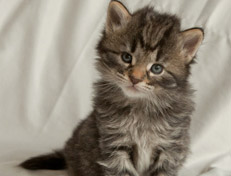 Wildfee's Norwegische Waldkatzen Wildfee's Nala Li - 4 Wochen alt