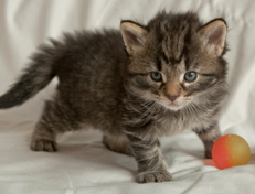 Wildfee's Norwegische Waldkatzen Wildfee's Nala Li - 4 Wochen alt