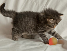 Wildfee's Norwegische Waldkatzen Wildfee's Nala Li - 4 Wochen alt