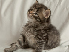 Wildfee's Norwegische Waldkatzen Wildfee's Nala Li - 4 Wochen alt