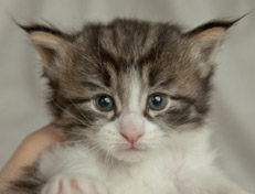 Wildfee's Norwegische Waldkatzen Wildfee's Nina Li - 4 Wochen alt