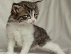 Wildfee's Norwegische Waldkatzen Wildfee's Nina Li - 4 Wochen alt