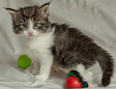 Wildfee's Norwegische Waldkatzen Wildfee's Nina Li - 4 Wochen alt