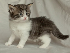 Wildfee's Norwegische Waldkatzen Wildfee's Nina Li - 4 Wochen alt