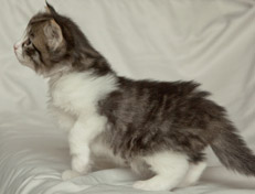 Wildfee's Norwegische Waldkatzen Wildfee's Nina Li - 4 Wochen alt