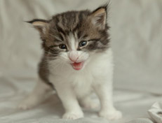 Wildfee's Norwegische Waldkatzen Wildfee's Nina Li - 4 Wochen alt