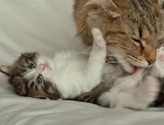 Wildfee's Norwegische Waldkatzen Wildfee's Nina Li - 4 Wochen alt