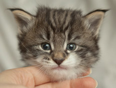 Wildfee's Norwegische Waldkatzen Wildfee's Nori Li - 4 Wochen alt