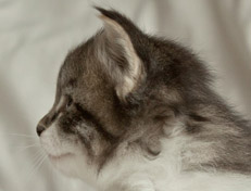 Wildfee's Norwegische Waldkatzen Wildfee's Nori Li - 4 Wochen alt