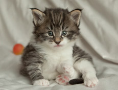 Wildfee's Norwegische Waldkatzen Wildfee's Nori Li - 4 Wochen alt