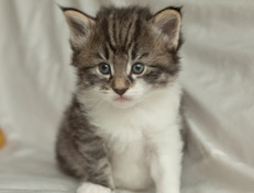 Wildfee's Norwegische Waldkatzen Wildfee's Nori Li - 4 Wochen alt