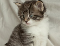 Wildfee's Norwegische Waldkatzen Wildfee's Nori Li - 4 Wochen alt