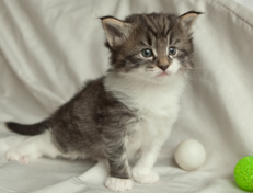 Wildfee's Norwegische Waldkatzen Wildfee's Nori Li - 4 Wochen alt