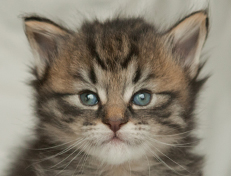 Wildfee's Norwegische Waldkatzen Wildfee's Nuriel - 4 Wochen alt