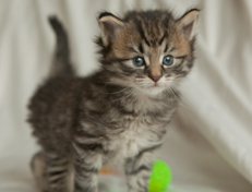 Wildfee's Norwegische Waldkatzen Wildfee's Nuriel - 4 Wochen alt