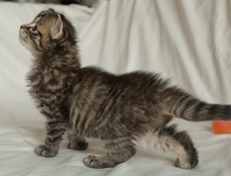 Wildfee's Norwegische Waldkatzen Wildfee's Nuriel - 4 Wochen alt