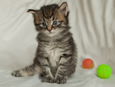 Wildfee's Norwegische Waldkatzen Wildfee's Nuriel - 4 Wochen alt