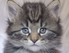 Wildfee's Norwegische Waldkatzen Wildfee's Nala Li - 5 Wochen alt