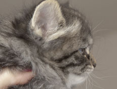 Wildfee's Norwegische Waldkatzen Wildfee's Nala Li - 5 Wochen alt