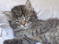 Wildfee's Norwegische Waldkatzen Wildfee's Nala Li - 5 Wochen alt