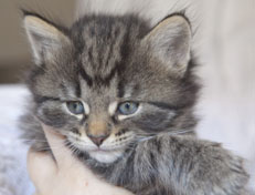 Wildfee's Norwegische Waldkatzen Wildfee's Nala Li - 5 Wochen alt