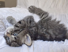 Wildfee's Norwegische Waldkatzen Wildfee's Nala Li - 5 Wochen alt