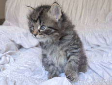 Wildfee's Norwegische Waldkatzen Wildfee's Nala Li - 5 Wochen alt