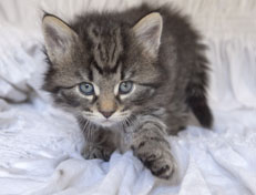 Wildfee's Norwegische Waldkatzen Wildfee's Nala Li - 5 Wochen alt