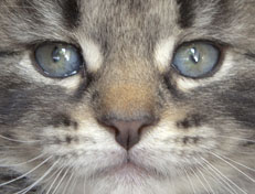 Wildfee's Norwegische Waldkatzen Wildfee's Nala Li - 5 Wochen alt