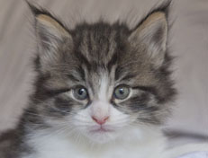 Wildfee's Norwegische Waldkatzen Wildfee's Nina Li - 5 Wochen alt