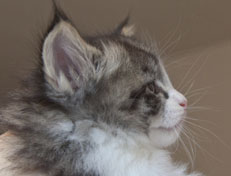 Wildfee's Norwegische Waldkatzen Wildfee's Nina Li - 5 Wochen alt