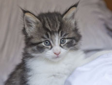 Wildfee's Norwegische Waldkatzen Wildfee's Nina Li - 5 Wochen alt