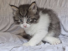 Wildfee's Norwegische Waldkatzen Wildfee's Nina Li - 5 Wochen alt