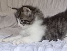 Wildfee's Norwegische Waldkatzen Wildfee's Nina Li - 5 Wochen alt