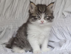 Wildfee's Norwegische Waldkatzen Wildfee's Nina Li - 5 Wochen alt