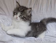 Wildfee's Norwegische Waldkatzen Wildfee's Nina Li - 5 Wochen alt