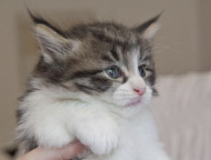 Wildfee's Norwegische Waldkatzen Wildfee's Nina Li - 5 Wochen alt