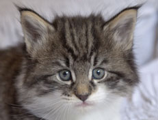 Wildfee's Norwegische Waldkatzen Wildfee's Nori Li - 5 Wochen alt