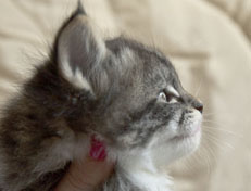 Wildfee's Norwegische Waldkatzen Wildfee's Nori Li - 5 Wochen alt