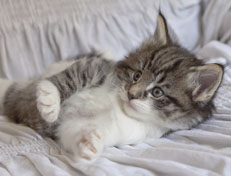 Wildfee's Norwegische Waldkatzen Wildfee's Nori Li - 5 Wochen alt