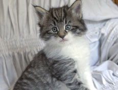 Wildfee's Norwegische Waldkatzen Wildfee's Nori Li - 5 Wochen alt