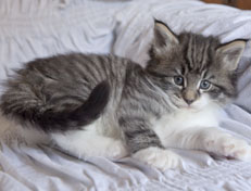 Wildfee's Norwegische Waldkatzen Wildfee's Nori Li - 5 Wochen alt