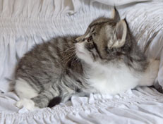 Wildfee's Norwegische Waldkatzen Wildfee's Nori Li - 5 Wochen alt