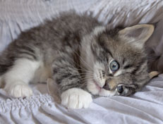 Wildfee's Norwegische Waldkatzen Wildfee's Nori Li - 5 Wochen alt