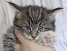 Wildfee's Norwegische Waldkatzen Wildfee's Nori Li - 5 Wochen alt