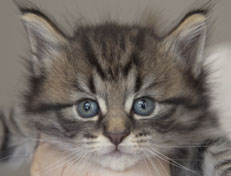 Wildfee's Norwegische Waldkatzen Wildfee's Nuriel - 5 Wochen alt