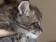 Wildfee's Norwegische Waldkatzen Wildfee's Nuriel - 5 Wochen alt